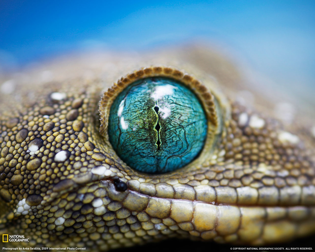 smiths-green-eyed-gecko-xl.jpg